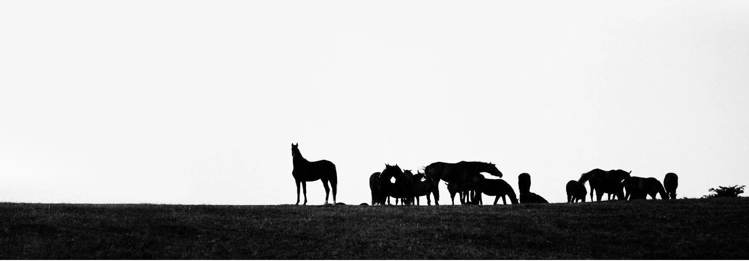 Black and white photograph of a herd of horses silhouetted against a bright sky, standing on a grassy hill.