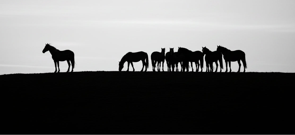 Black and white photograph of a herd of horses standing on a grassy hill against a bright white sky.